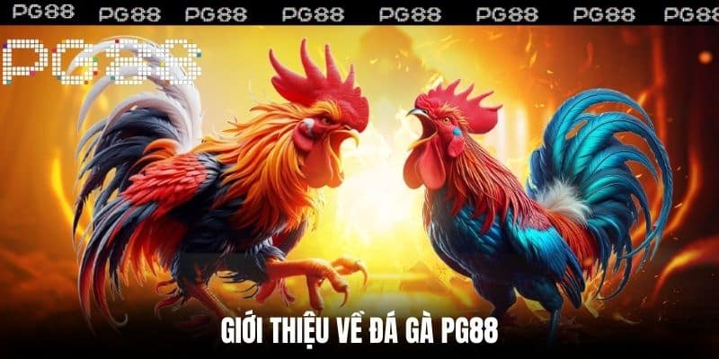 Giới thiệu về Đá gà PG88